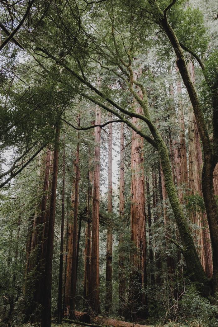 Bosque de las Secuoyas