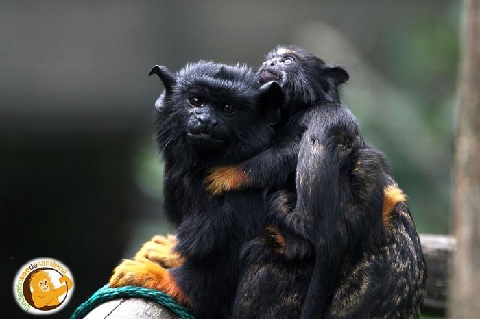 Zoo de Santillana